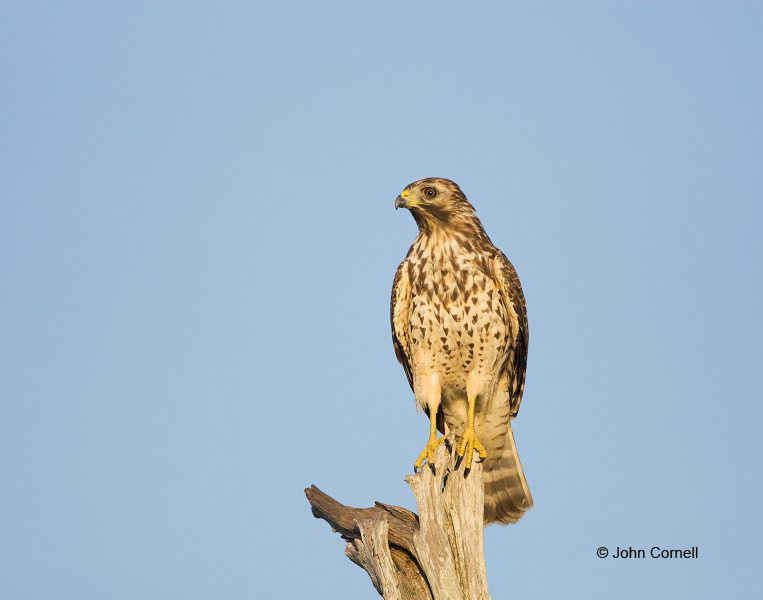 Coopers Hawk;Hawk;Acipiter cooperii;Cooper's Hawk;Birds of Prey;Curved Beak;Hunter;Hunters;Predator;Predatory;Talon;Talons;Raptor;Raptors;one animal;close-up;color image;photography;day;outdoors. Wildlife;birds;animals in the wild;avifauna;feathered;feathers;wilderness;perch;perching;watch;watchful